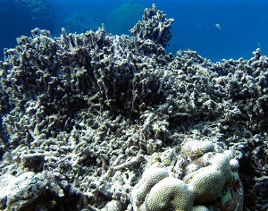 cyclones_coral reef