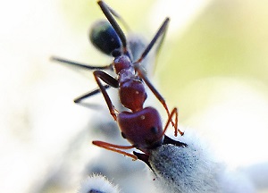 200611 Ant 1 1