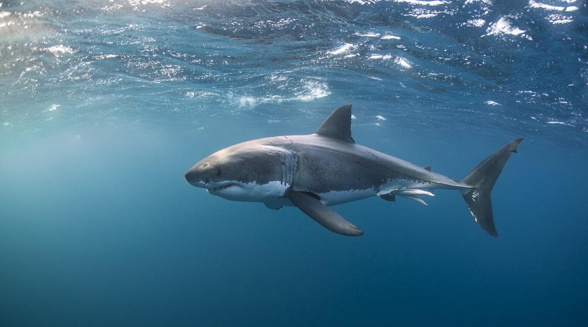 great white_shark_great white sharks