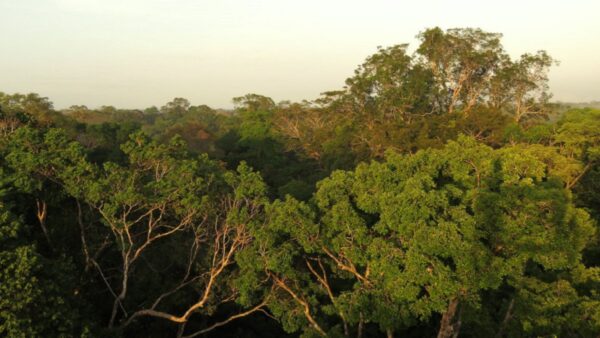 200811 Amazon trees 1