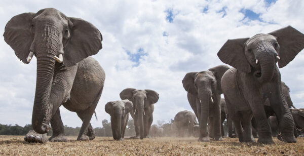200826 Elephants Kenya 1