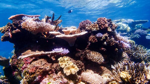 200916 coral reef 1