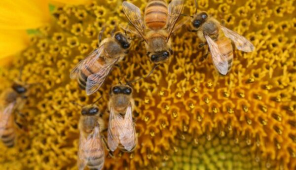 This image shows bees on a sunflower CREDIT Walter Farina 1