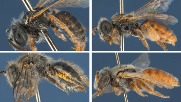 190128 26 new species of bee Planet four species of australian outback bee