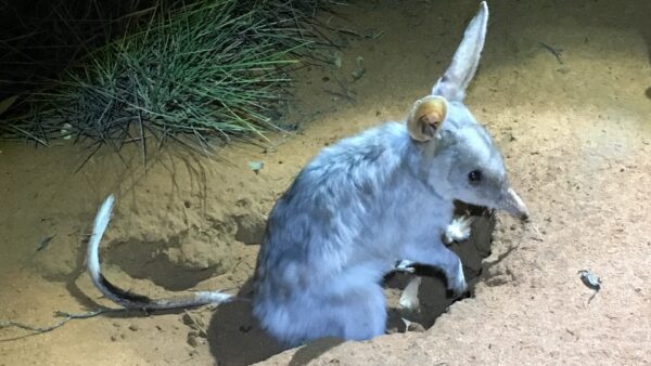 190418 bilby burrows refuge for other animals Planet Greater Bilby credit Stuart Dawson
