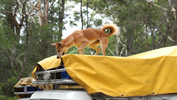 190501 dingoes and tourists dont mix full