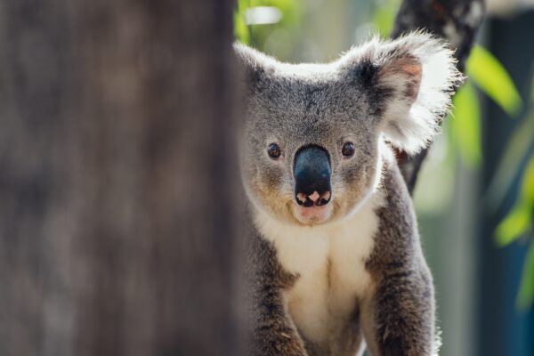 190911 koala native animal australian animal featured