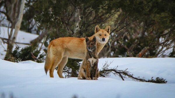 Dingoes in snow