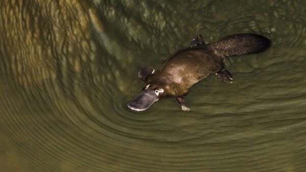 200123 platypus on the brink Planet platypus in river credit Manuel Romaris Getty