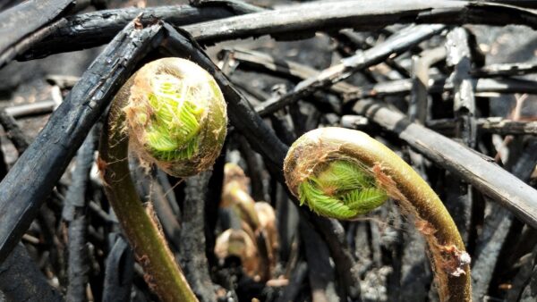 200131 bushfire ravaged new growth plants
