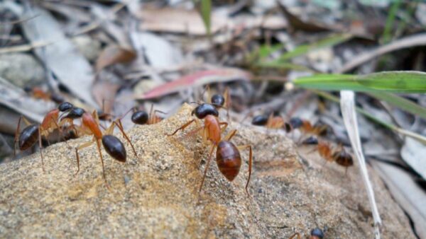 200211 pee loving ants reduce nitrogen emissions Planet Camponotus terebrans credit Tim Keppens Flickr