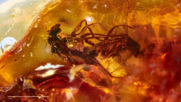 200408 prehistoric flies trapped in amber while rooting Planet 2 fornicating flies credit Jeffrey Stilwell