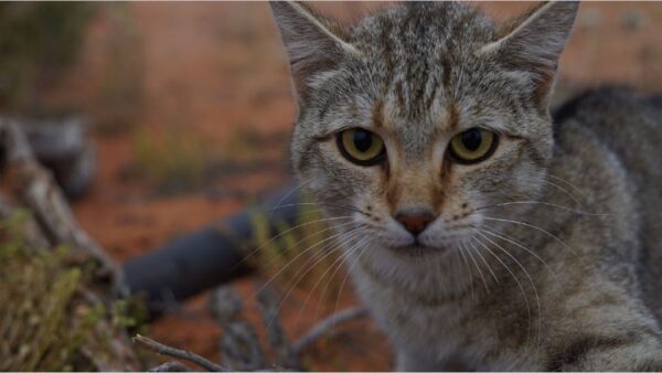 200529 device eliminates feral cats Planet Feral Cat in arid zone Credit Threatened species hub