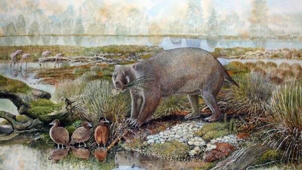 200626 mukupirina Wombat ancient species
