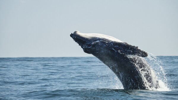 200803 humpback whale