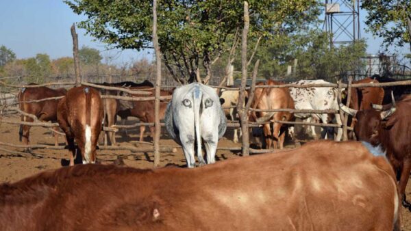 200810 eye cow livestock cattle