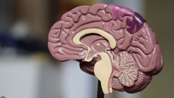200922 human brain brain regions brain study