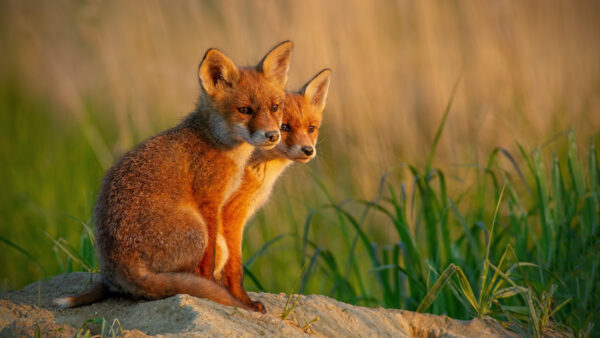 201014 Red foxes 1 1