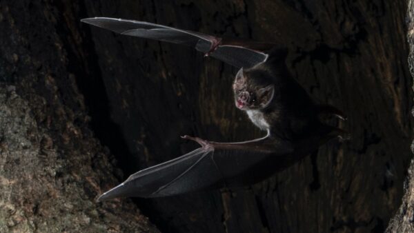 201029 Vampire bat
