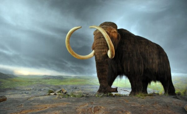 170419 Woolly mammoth Full
