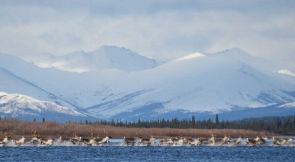 201106 Caribou Arctic 1