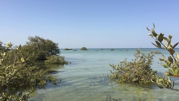201106 Mangroves Red Sea 1
