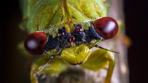 201110 Broad Striped Wattle cicada