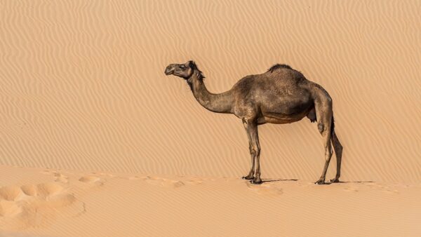 201114 Camel 1