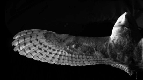 201120 Owl wing 1