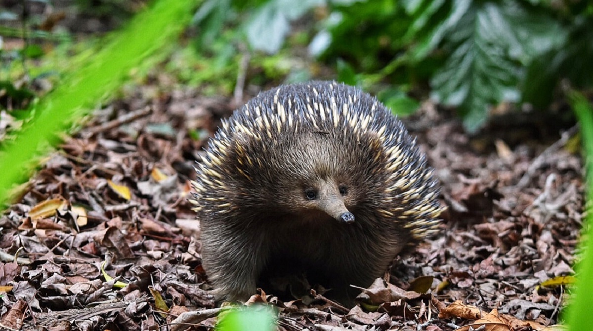 2021 australian museum eureka prize finalists have been announced 3 Echidna