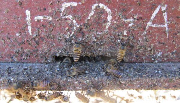 201210 Bee poop 1
