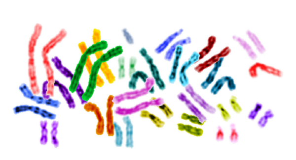 201211 Chromosomes 1 1