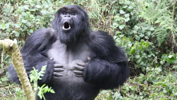 1200 Gorilla chest thumps Sci Reports image 21