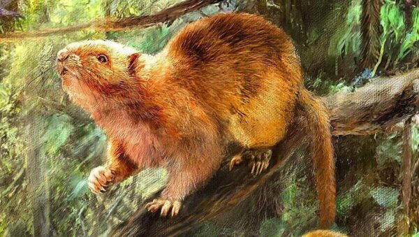 An artist's impression of a new species of cloud rat, whose fossils were just discovered.