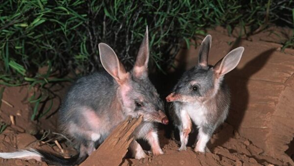 Bilby GettyImages 139826008 850x