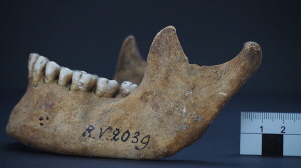 Jawbone of the man who was buried in Riukalns Latvia around 5000 years ago CREDIT Dominik Goldner BGAEU Berlin
