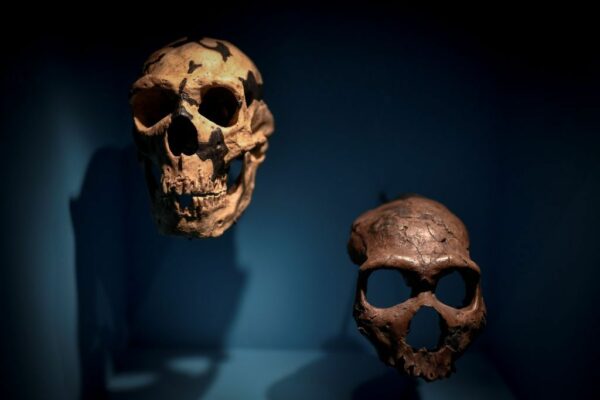 Neanderthal skulls in a Paris museum