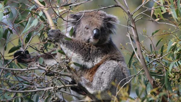 koala in a tree. It is dark grey and looking forward