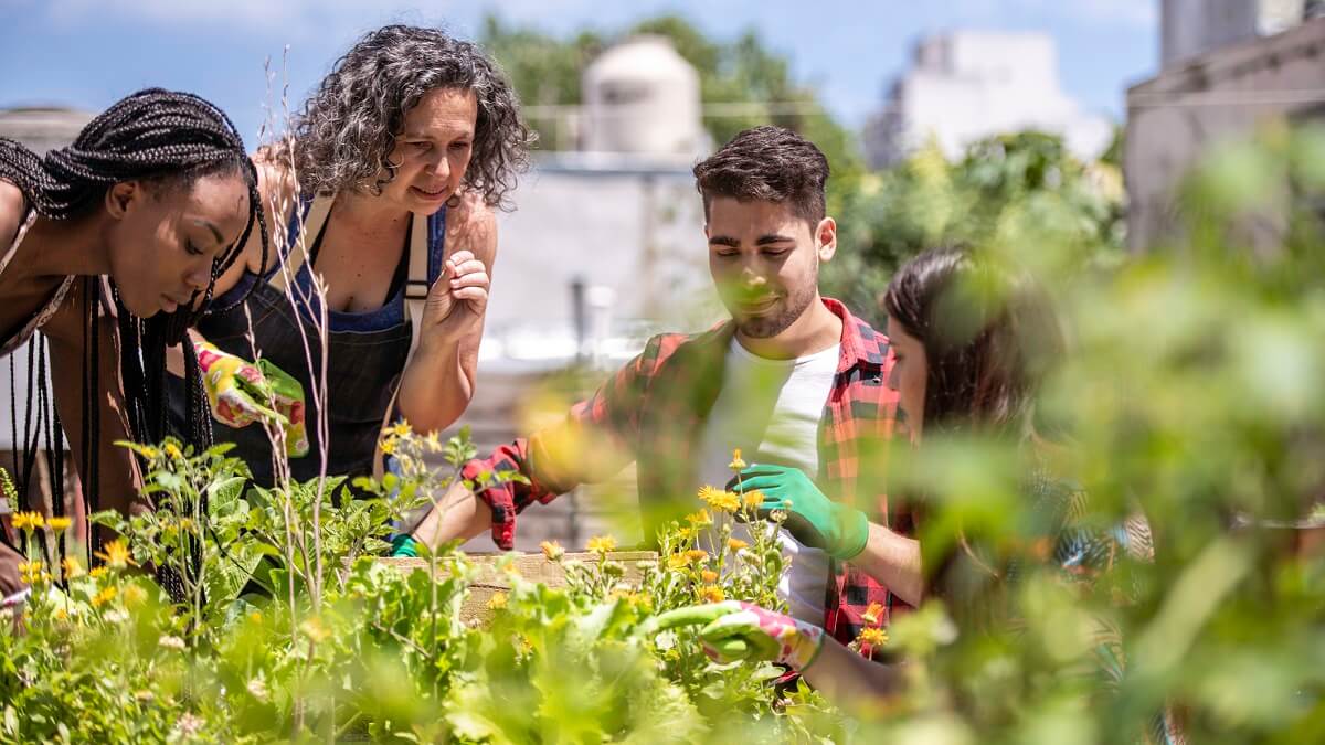 Three people tending to a community garden