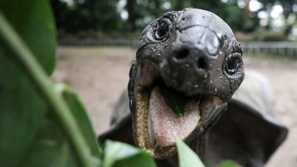 An Aldabra giant tortoise, mouth open, ready to munch a plant