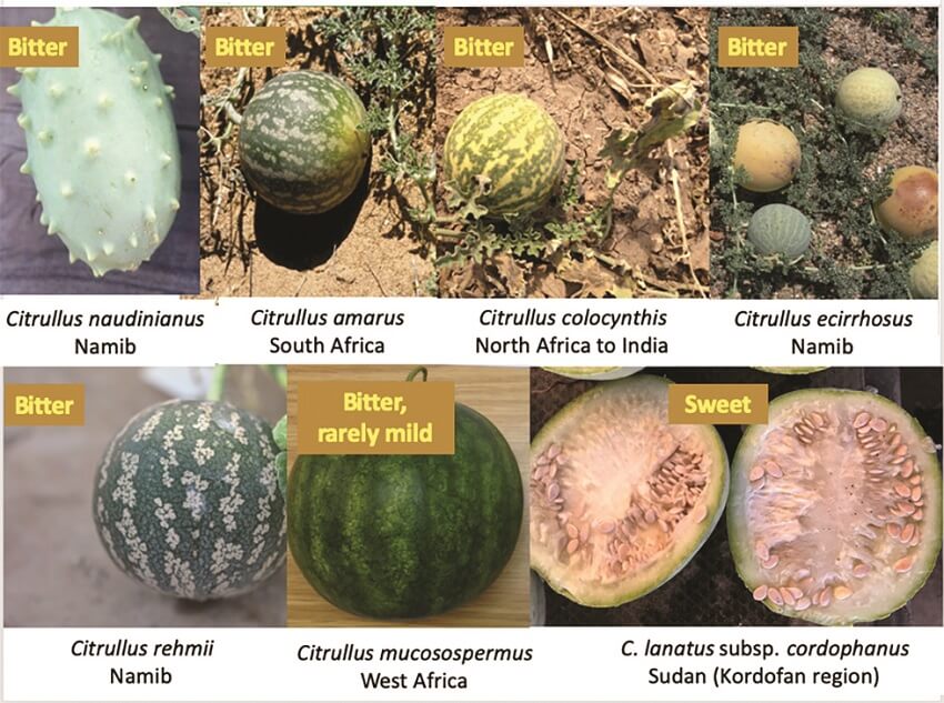 7 different melon species