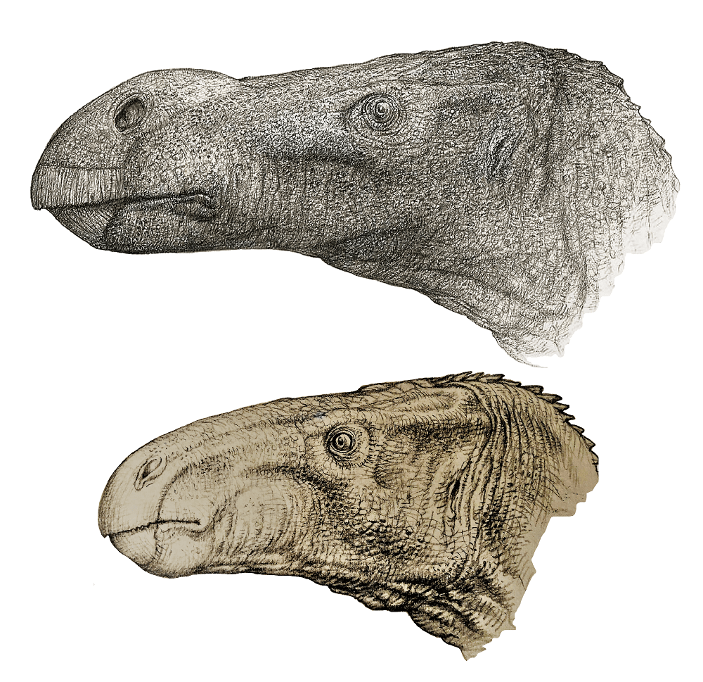 new iguanodon relative revealed 4 Brighstoneus and mantellisaurs credit john sibbick small 1