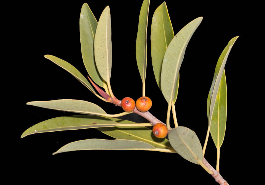 A plant with green long leaves and small orange fruit on a black background