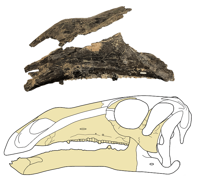 new iguanodon relative revealed 3 Nasal and maxilla credit dr jeremy lockwood samll