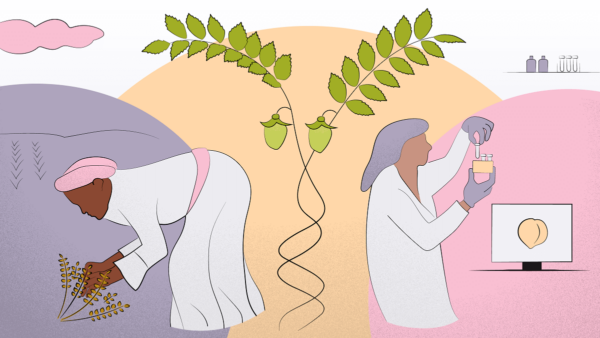 Illustration of a woman on a farm, some chickpeas, and a scientist in a lab