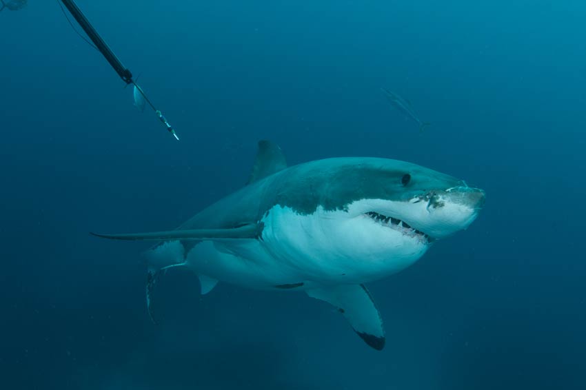 shark-bait tourism 5 Shark tourism and research a shark being approached with biopsy gun