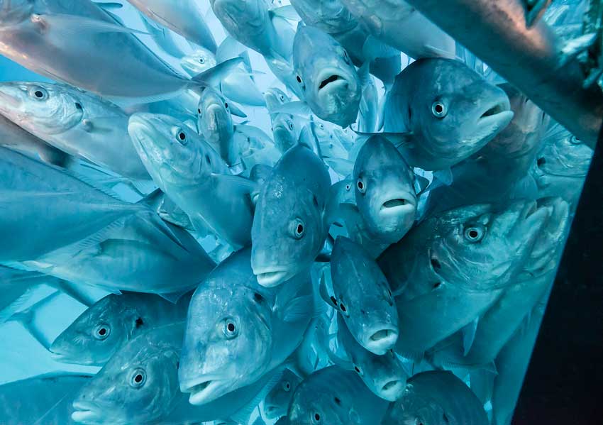 shark-bait tourism 4 Group of trevally fish