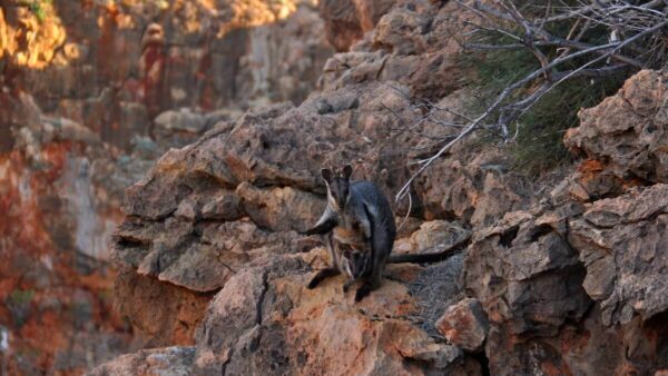 Black-footed rock wallaby with joey in pouch on red rock