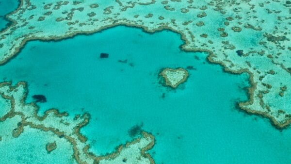 Famous world over, this is an aerial photograph of Heart Reef Whitsundays, heart of Great Barrier Reef.