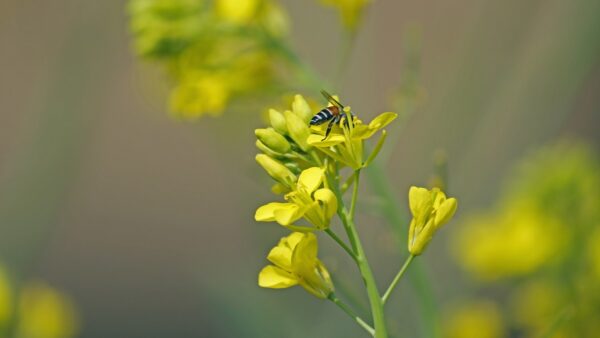 Honey bee on the blossom of a black mustard plant.